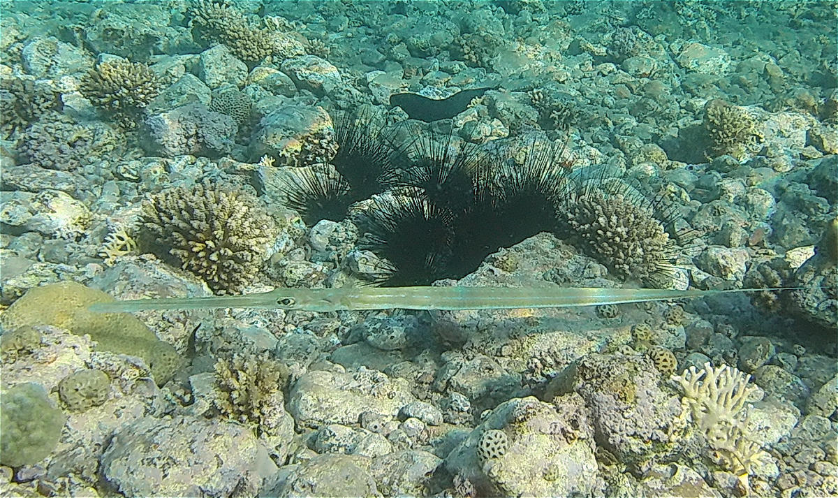 Fistularia commersonii