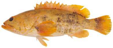 Epinephelus malabricus