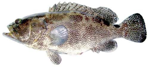 Epinephelus polyphekadion