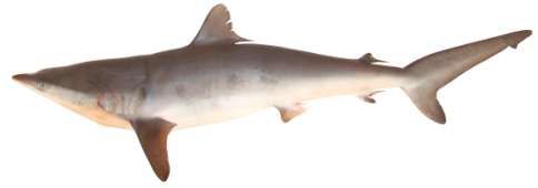 Carcharhinus falciformis