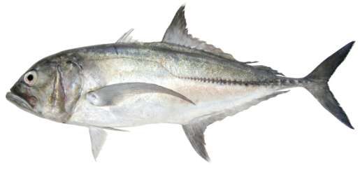 Caranx sexfasciatus