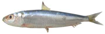 Etrumeus teres
