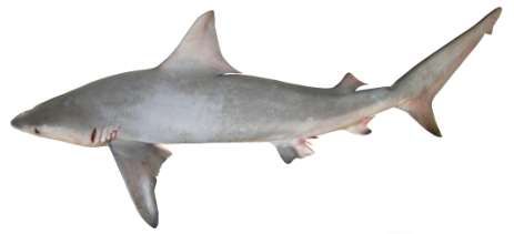 Carcharhinus plumbeus