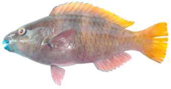 Scarus ferrugineus
