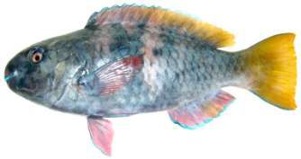 Scarus ferrugineus
