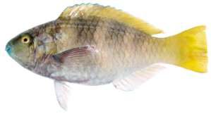 Scarus ferrugineus