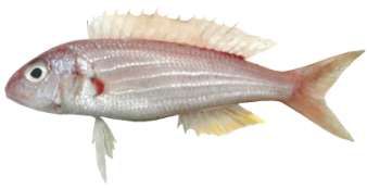 Nemipterus bipunctatus