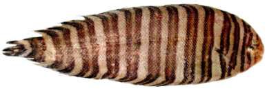 Zebrias quagga