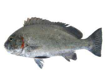 Plectorhinchus schotaf