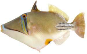 Rhinecanthus assasi