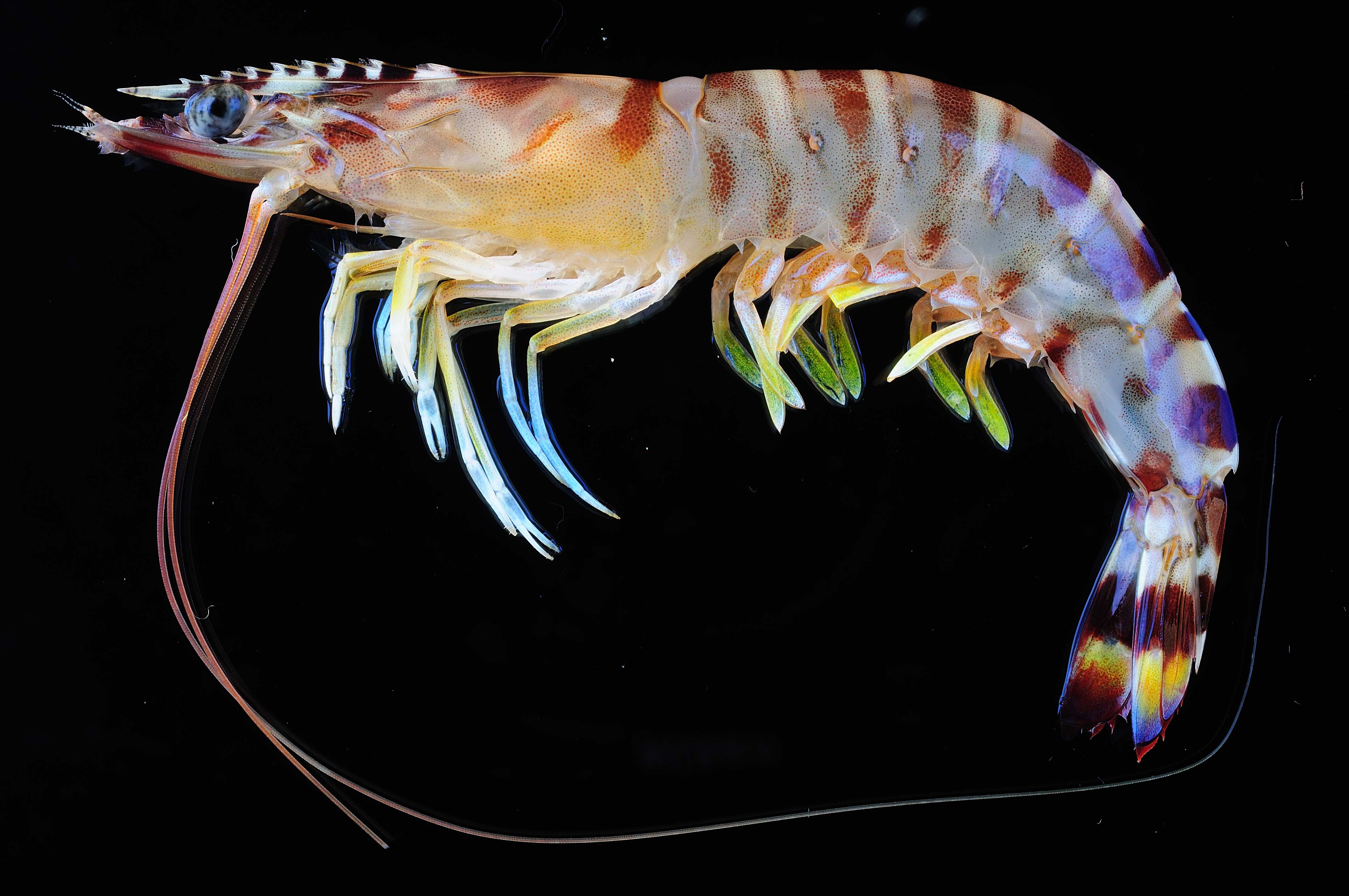 Penaeus pulchricaudatus
