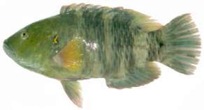 Cheilinus lunulatus