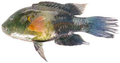 Cheilinus lunulatus