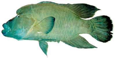 Cheilinus undulatus