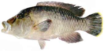 Cheilinus undulatus