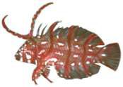 Novaculichthys taeniourus