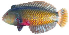 Novaculichthys taeniourus