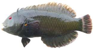 Novaculichthys taeniourus