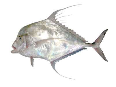 Alectis indicus