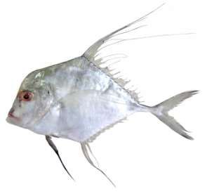 Alectis indicus
