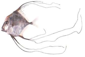 Alectis indicus