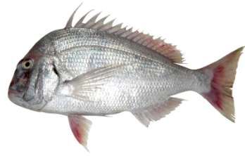 Argyrops spinifer