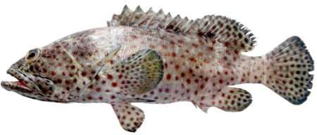 Epinephelus tauvina