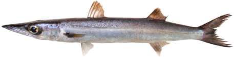Sphyraena forsteri