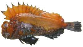 Choridactylus natalensis