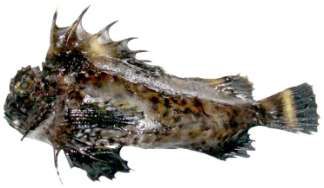 Choridactylus natalensis