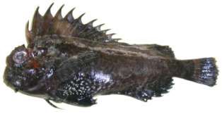 Choridactylus natalensis