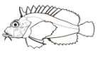 Choridactylus natalensis