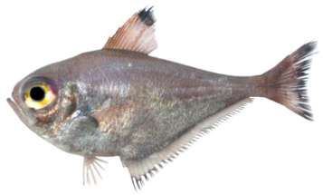 Pempheris vanicolensis
