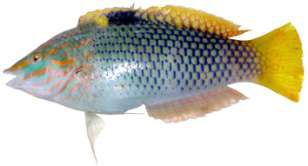 Halichoeres hortulanus
