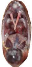 Thyrsitoides marleyi