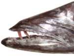 Thyrsitoides marleyi