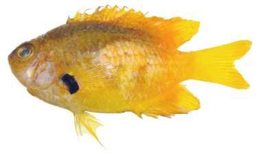 Pomacentrus sulfurous