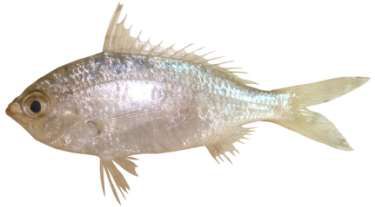 Gerres argyreus