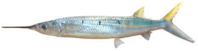 Hemiramphus marginatus