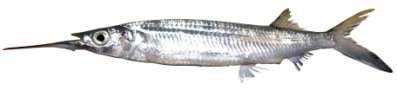Hemiramphus marginatus