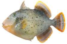 Pseudobalistes flavimarginatus