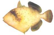 Pseudobalistes flavimarginatus