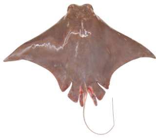 Rhinoptera javanica