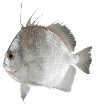 Ephippus orbis