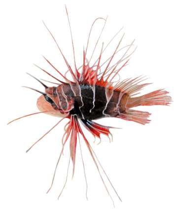 Pterois radita