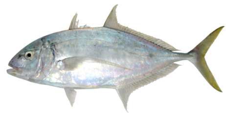 Carangoides fulvoguttatus