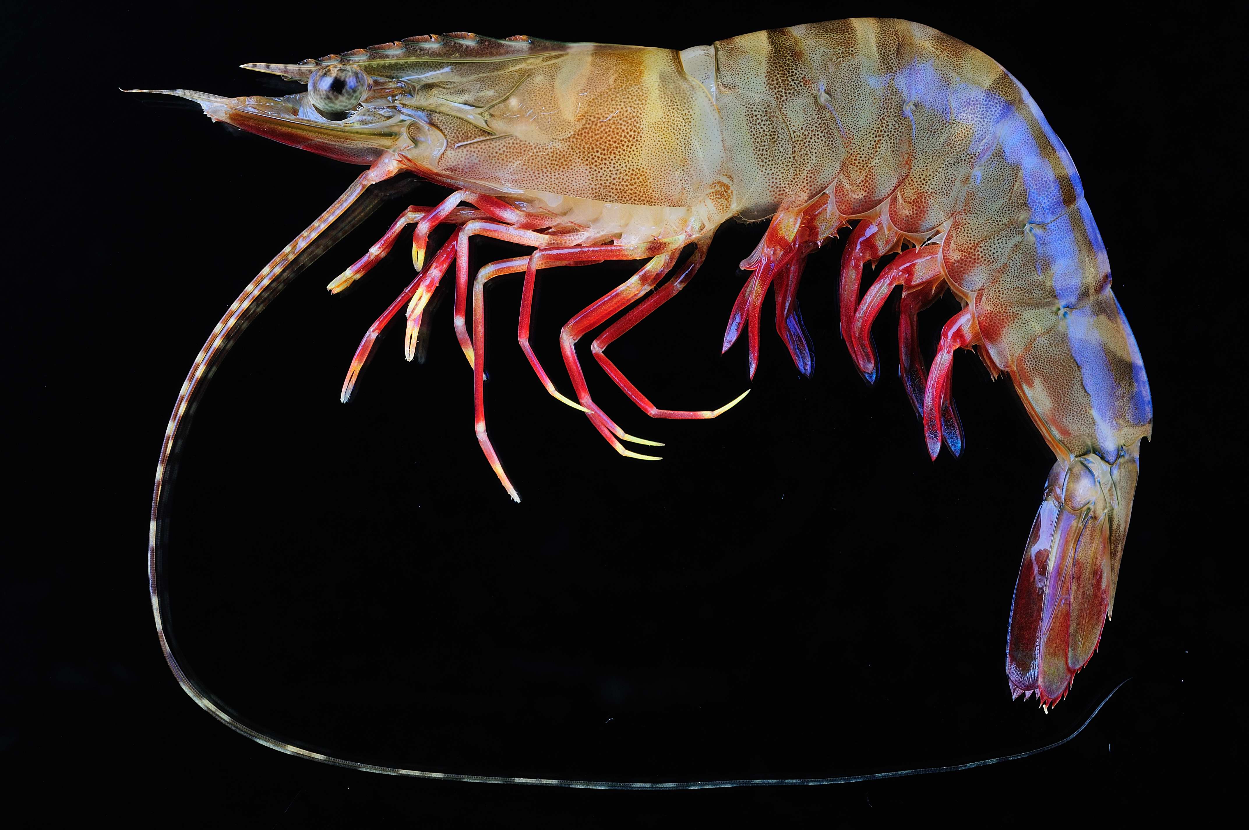 Penaeus semisulcatus