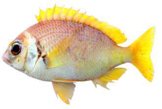 Scolopsis vosmeri