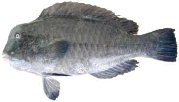 Bolbometopon muricatum