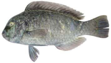 Bolbometopon muricatum
